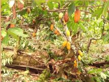 Bahía hacienda de cacao 75 ha, vista mar -13131